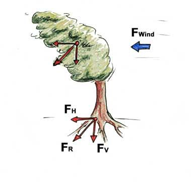 Skizze der Kräfte, die Wind über Krone und Wurzel auf einen Baum ausübt