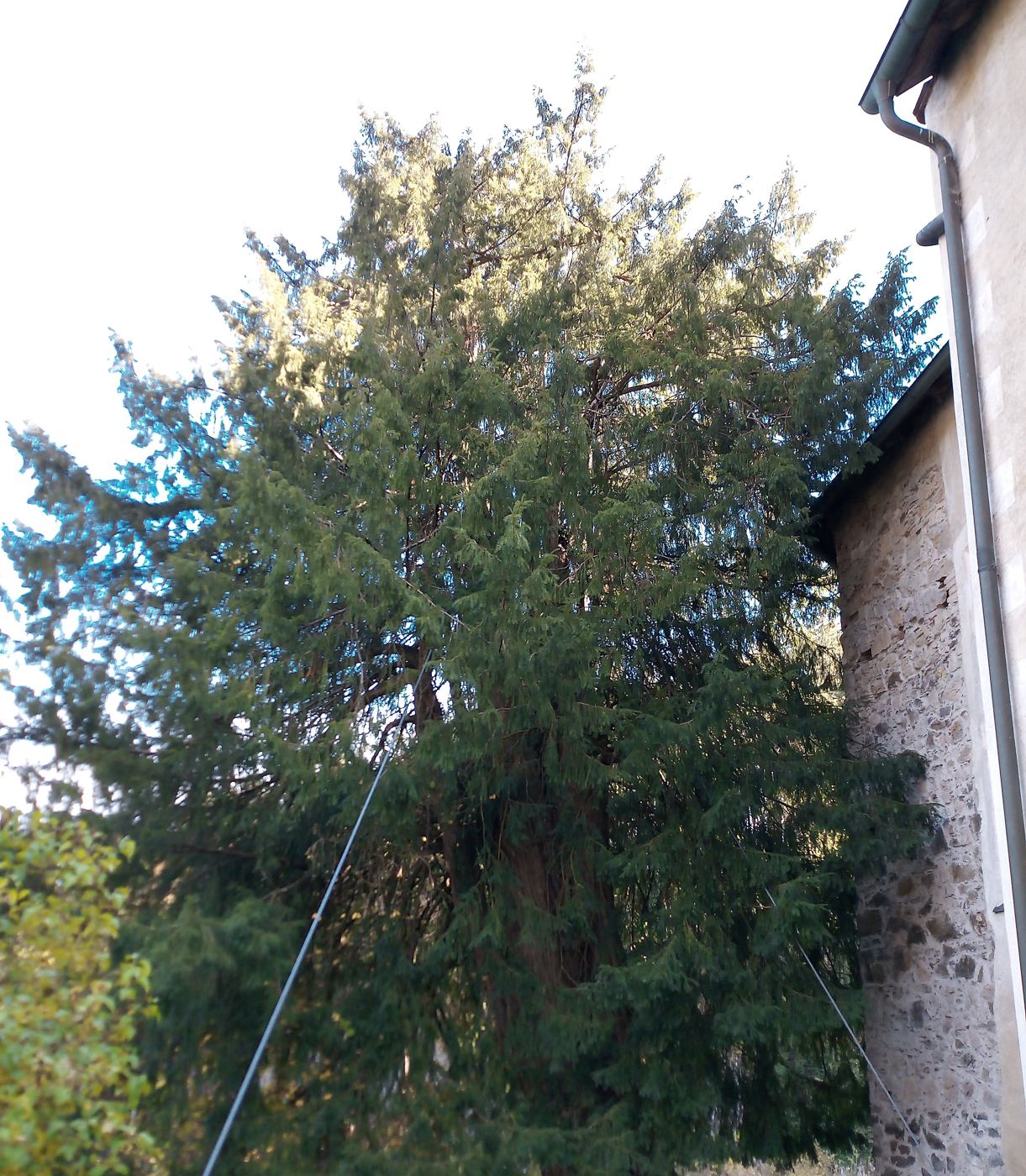 Große Eibe neben einem Gebäude