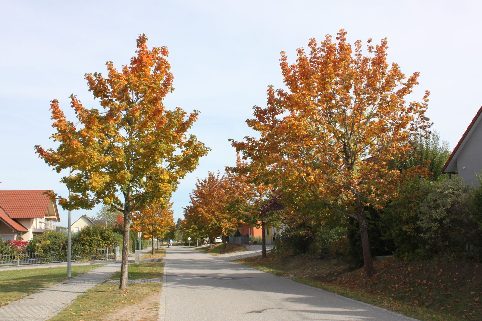 Straße mit Ahornbäumen in Herbstfärbung